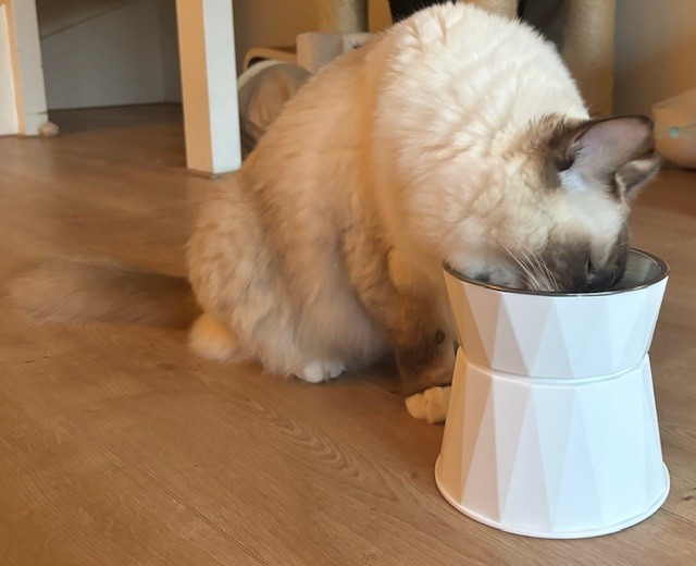 Waarom zijn ergonomische voer- en drinkbakjes belangrijk voor je kat?